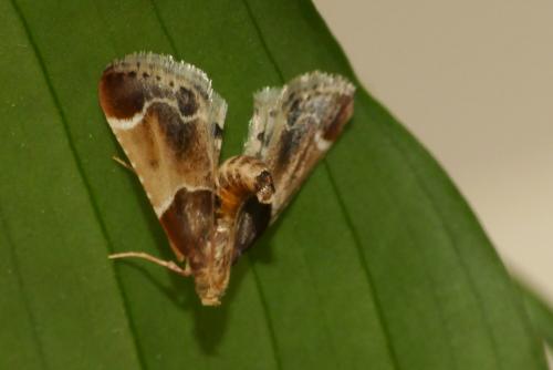 Réf. 203 305 : Pyralis farinalis